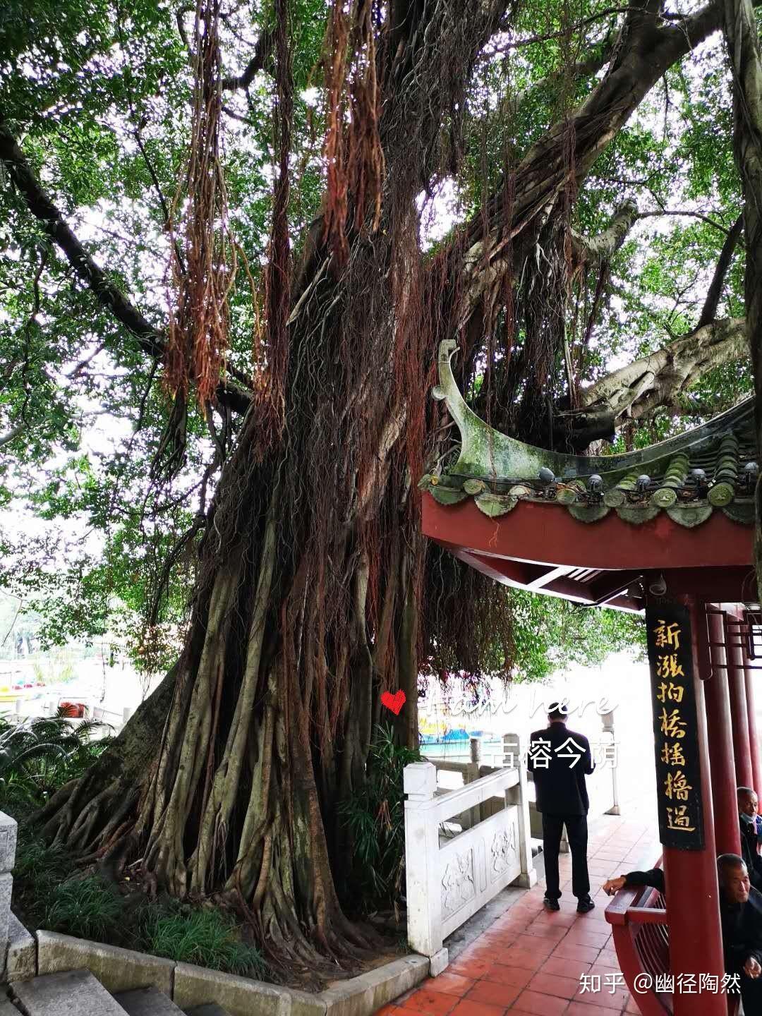 深秋十月福州行之四池塘边的那棵榕树