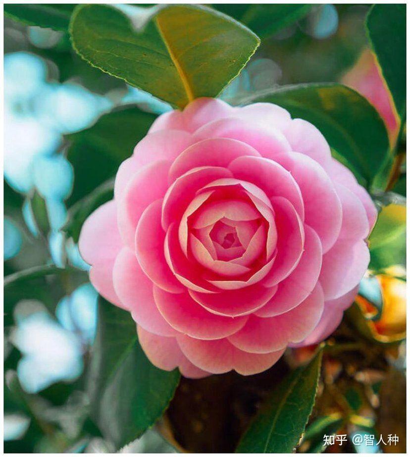 那些带有对称美感的植物