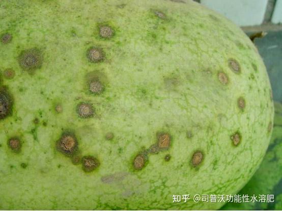 司普沃浅谈甜瓜炭疽病发病规律及防治技术