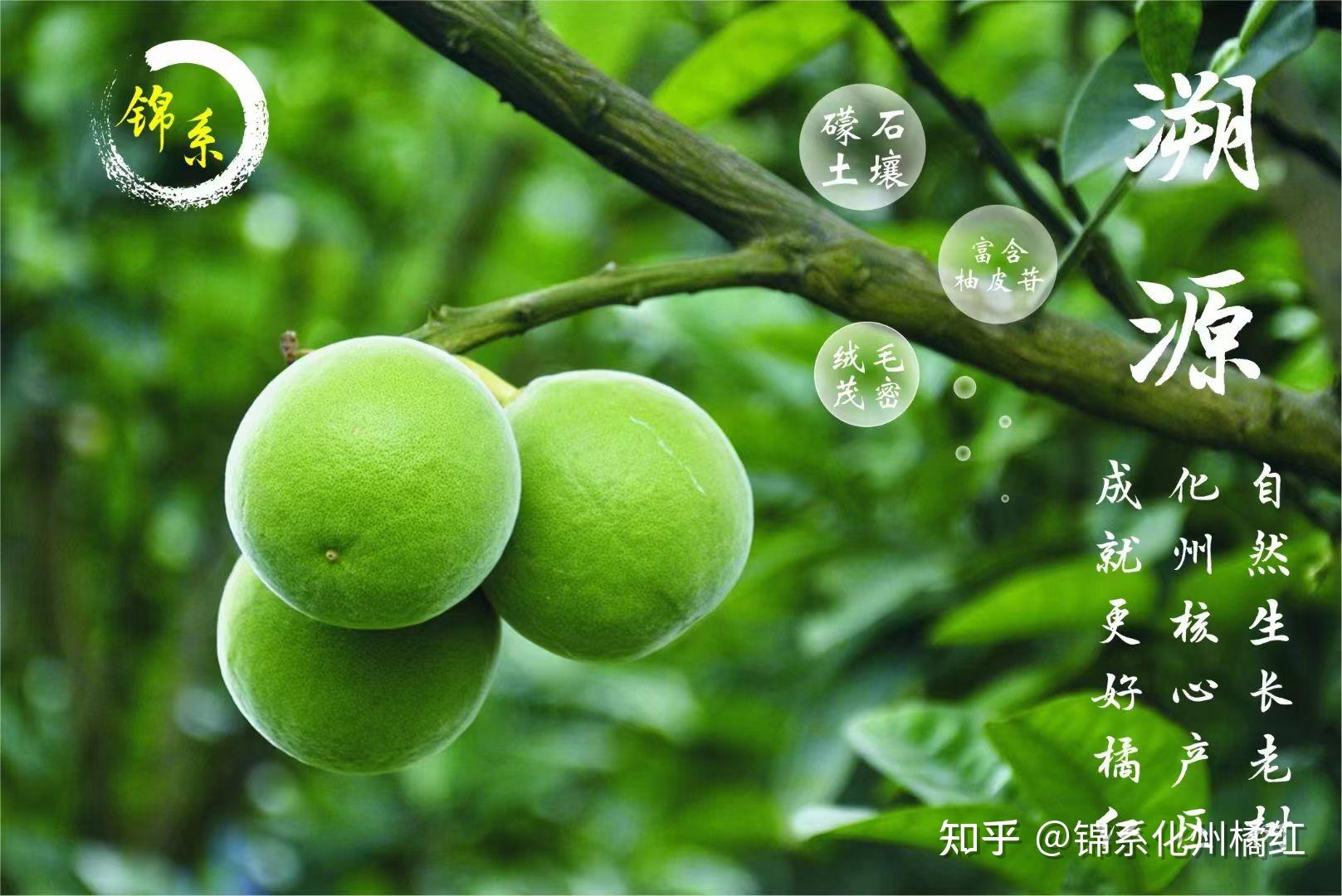 怎样区分真假化州橘红？ - 知乎