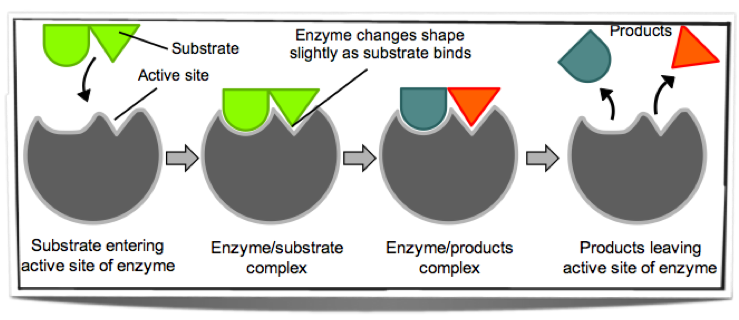6.2 describe the induced-fit model.