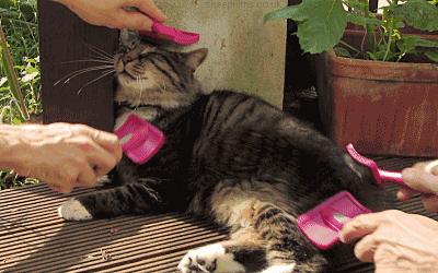 猫 求你快带我去医院吧 太疼了 知乎