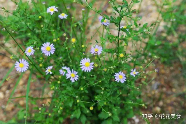 马兰头野菜花图片图片