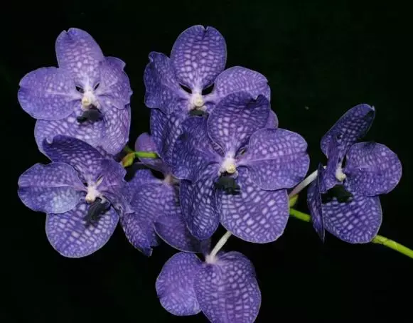 秋冬花卉推荐:万代兰的鉴赏与养护管理 - 知乎