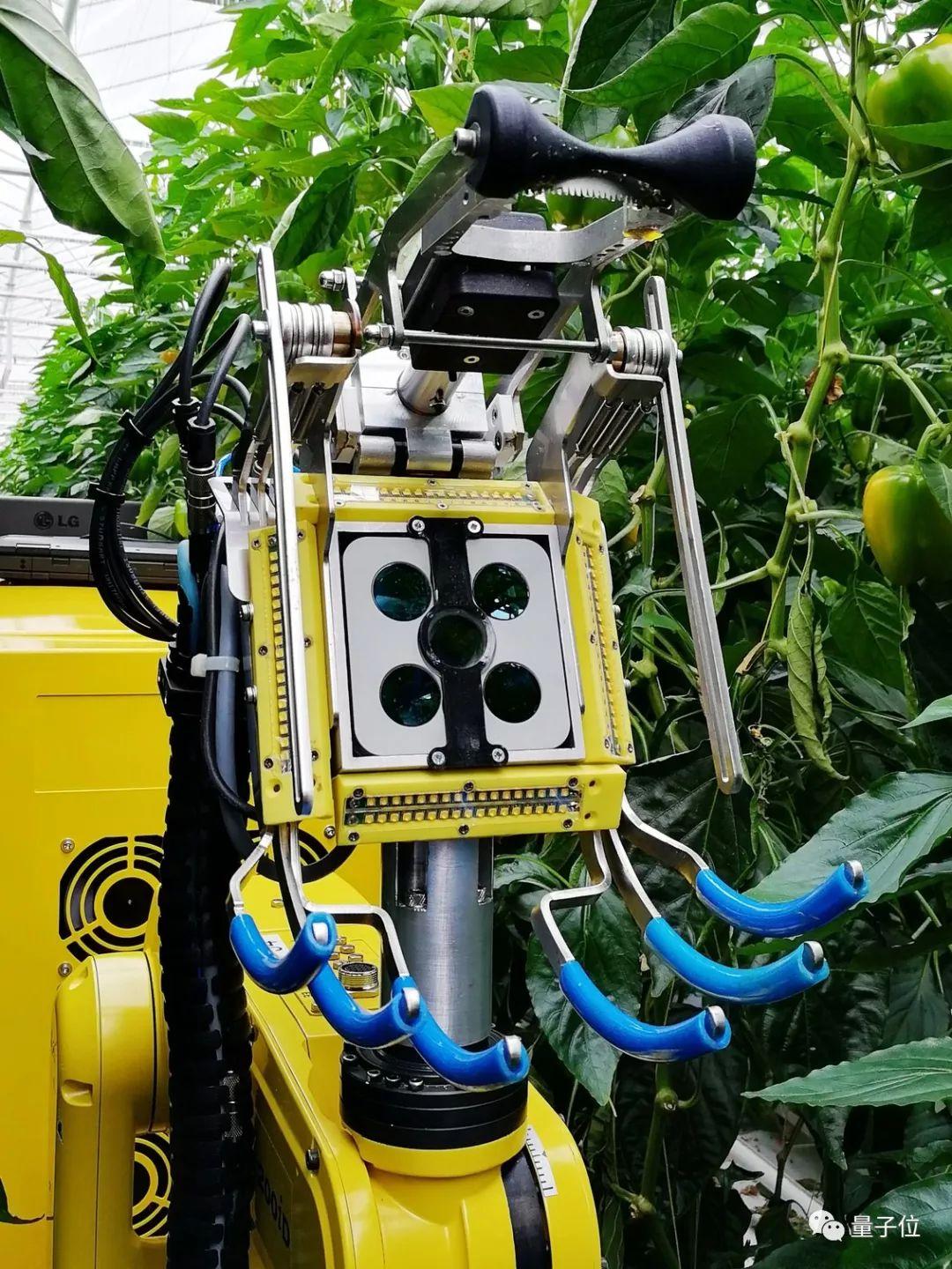 不怕辣眼睛这个机器人用脸来摘辣椒