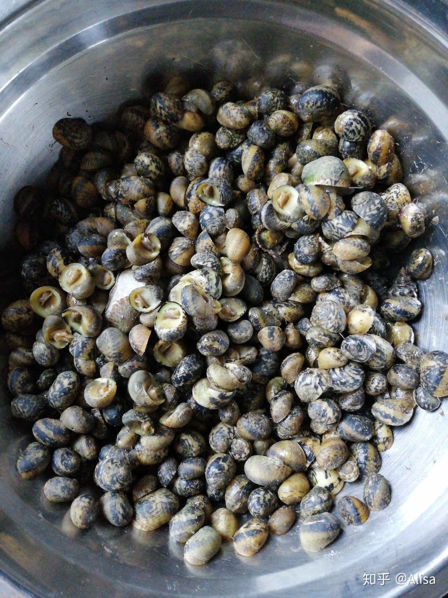 浙江宁波的小海螺可以吃吗