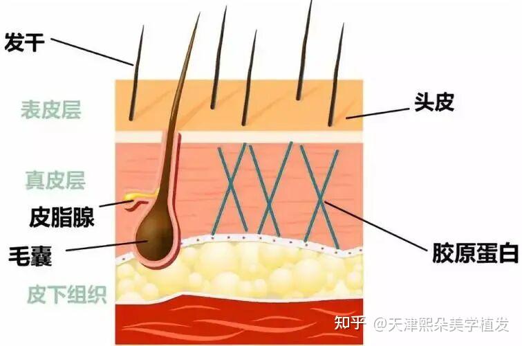 头皮老，脸才垮！真正显老的，可能是你的头皮 - 知乎