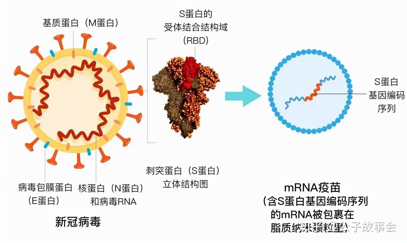 然后将mrna片段注入人体,让人体细胞自己产生对应的新冠病毒刺突蛋白