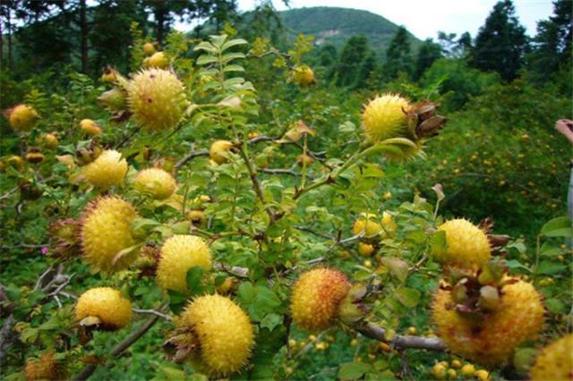 农村这10种舌尖上的野果,你吃过几种?(上) - 知乎