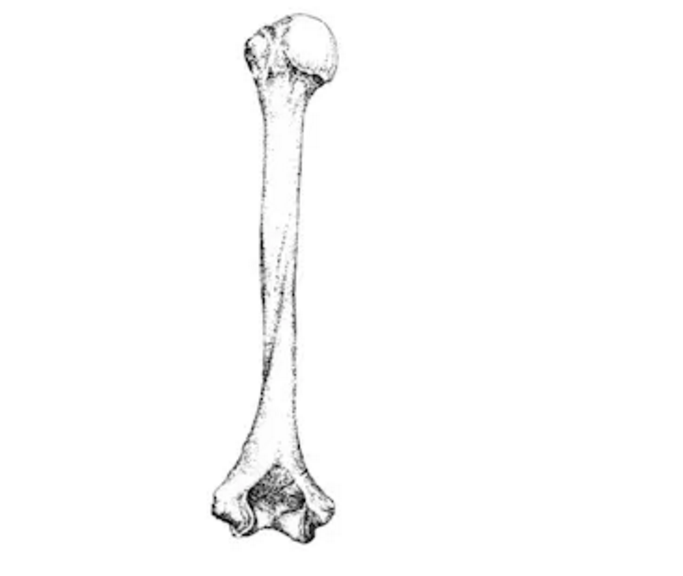 肱骨并不是我们想象的那样是一个直的棍子,它本身就是一个螺旋的柱子