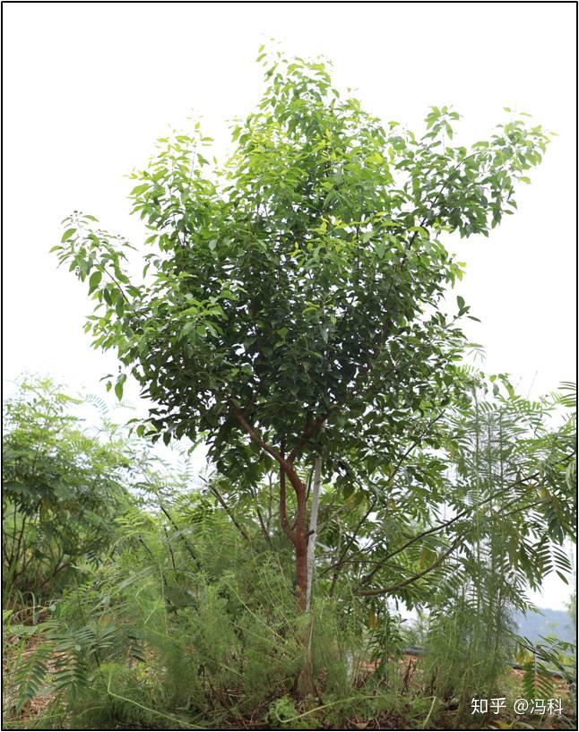 一棵成材的檀香树重量在75kg-100kg,常绿小乔木,高6～9米,具寄生根.