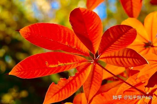 常见的10种行道树盘点 - 知乎