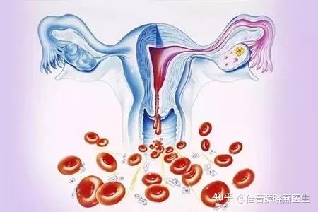 子宫内膜厚度的三个不同阶段 - 知乎