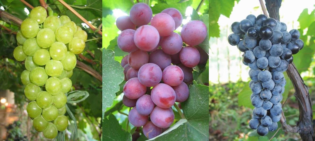 中科院植物研究所自主知识产权的鲜食葡萄品种"京蜜"(左),"京艳"(中)
