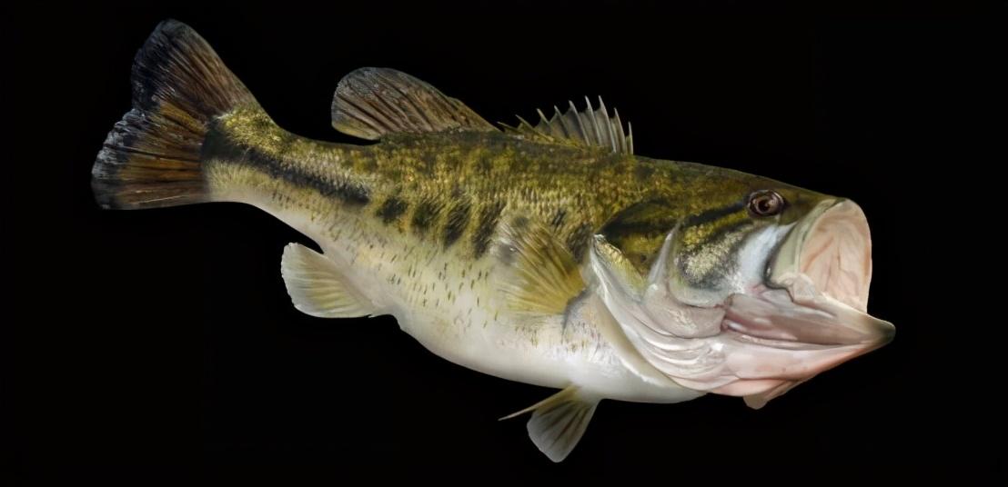 01鲈鱼,家常的美味