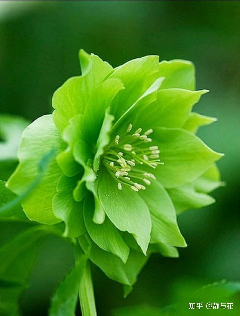 圣诞玫瑰既是非常珍贵的草药花,又是含有剧毒的植物,正好符合了矛盾的