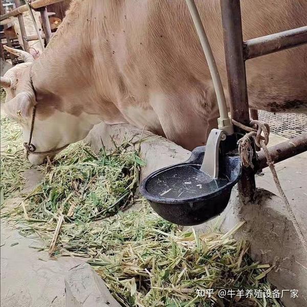 养牛管理和设备的运用 - 知乎