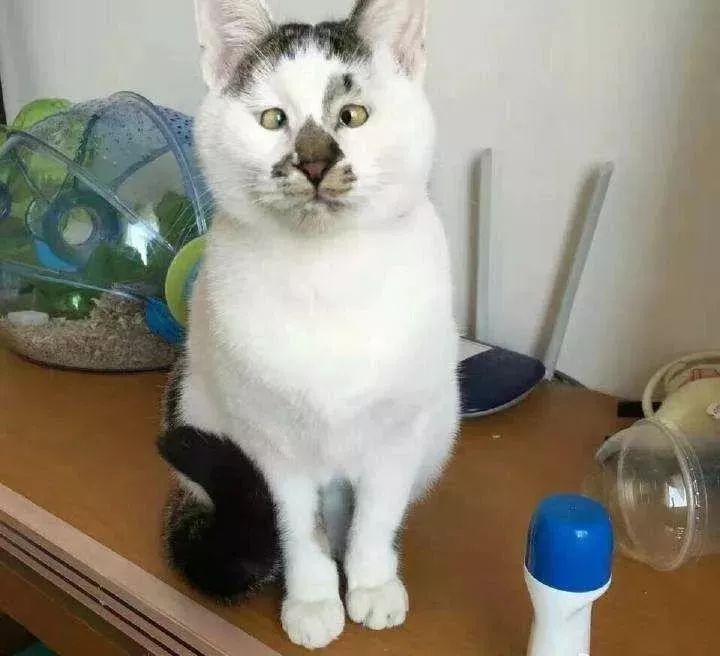 梦境解析，猫与鸭的交锋——一场关于控制与保护的梦境之旅