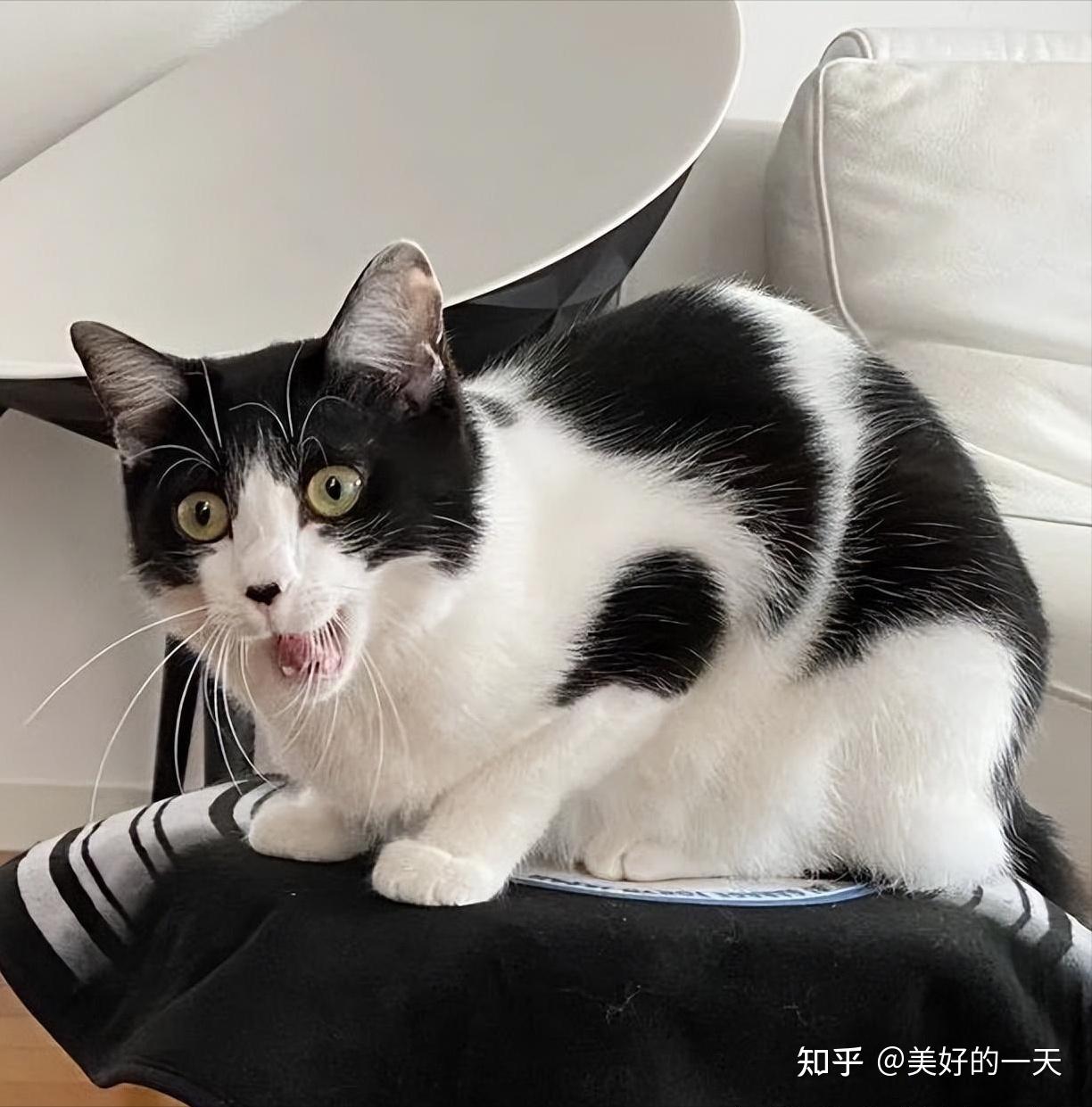 4"波斯猫"价格:8000~1.