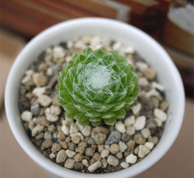 家居养花之多肉植物——蛛丝卷绢 - 知乎