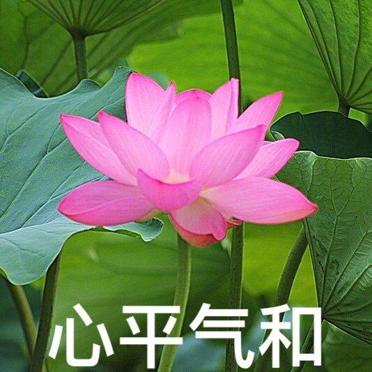 爸爸对我的网名头像发起了进攻,家长中意的到底是什么样的? - 知乎