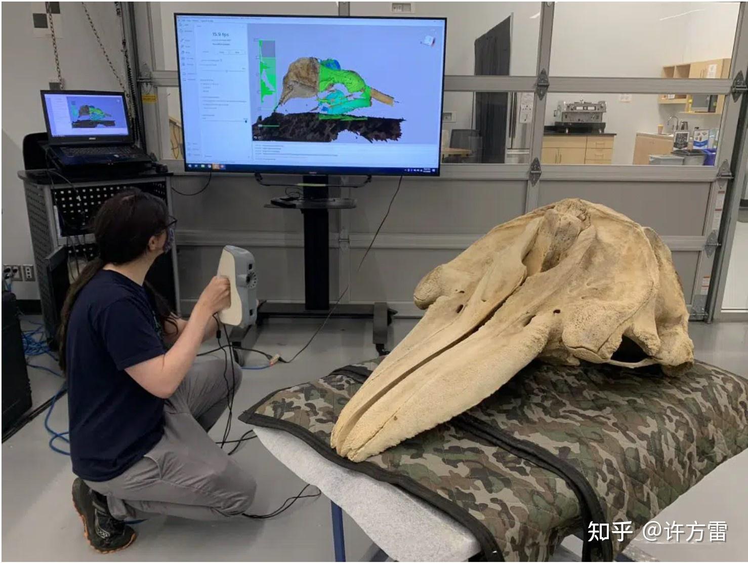 3d打印復原損壞的鯨魚骨骼模型並用於博物館展覽