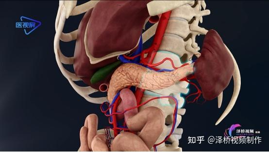 胰腺与胃的位置关系图图片