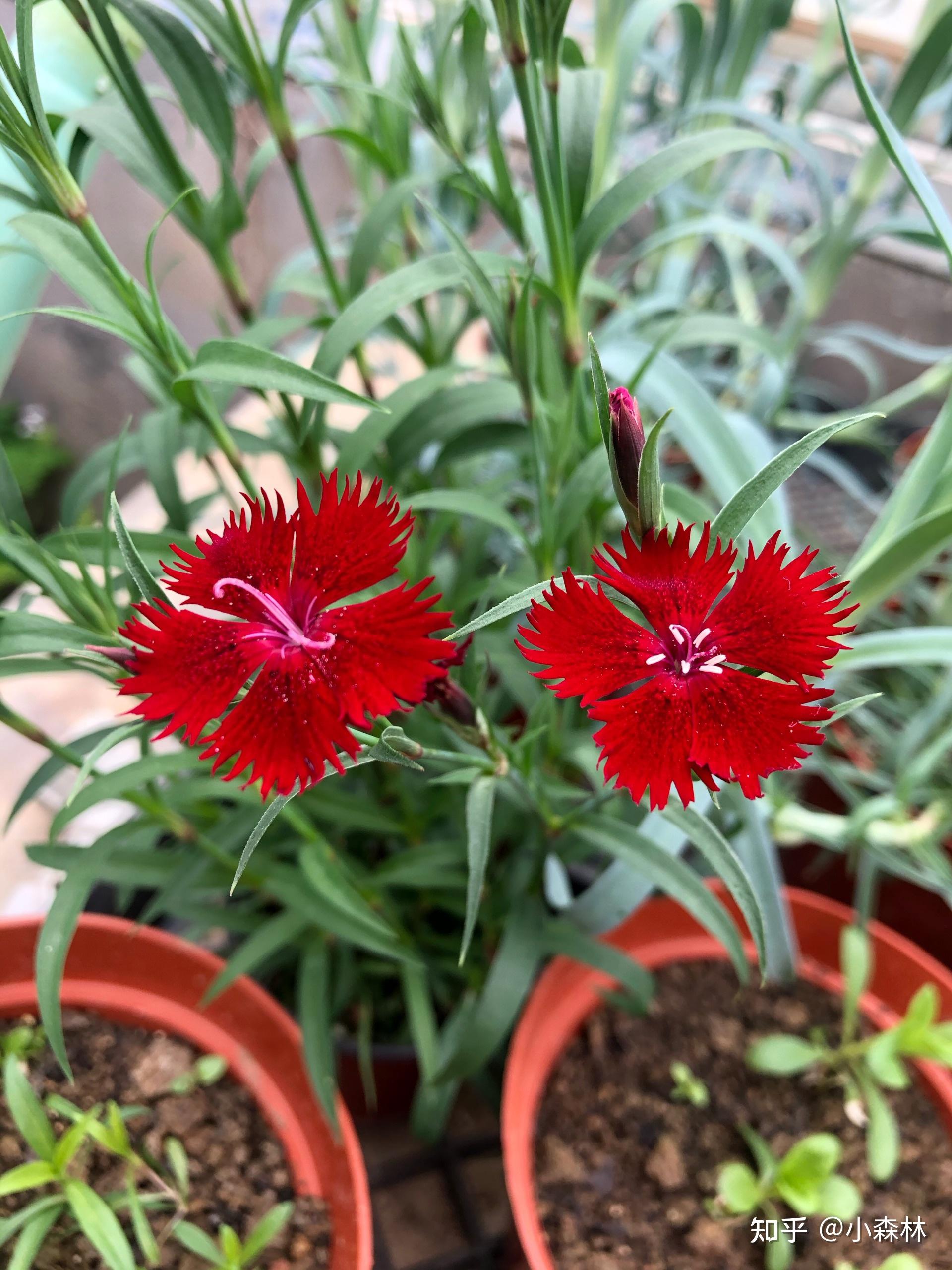 也叫绿毛球,做切花,瓶插期超长绿石竹石竹不仅耐寒耐旱还花期超长