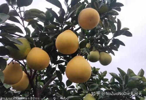 柚子的分类 - 知乎