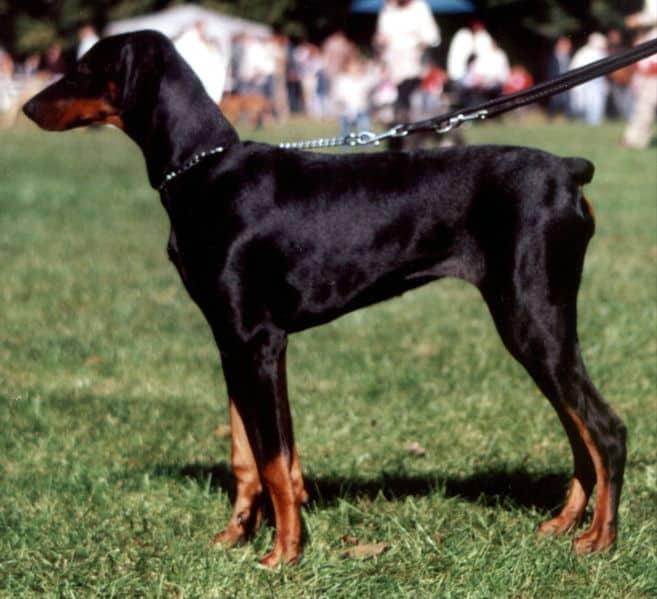 罗威纳犬与杜宾犬主要区别是什么? - 知乎