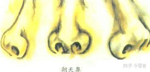 朝天鼻的真相 - 知乎