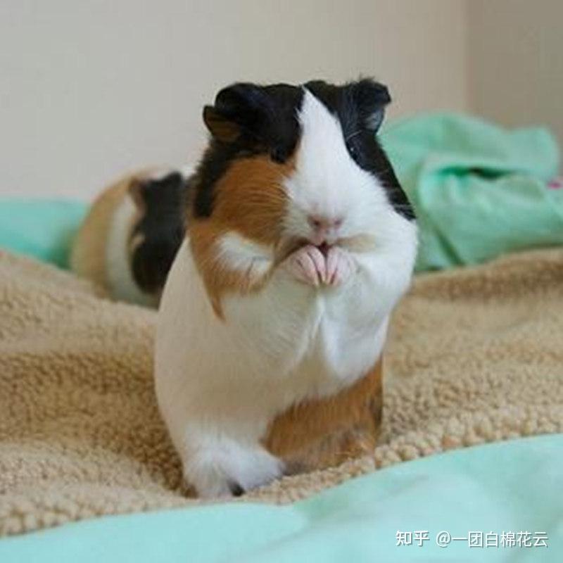 新手入门，养荷兰猪（豚鼠）之前需要知道什么？上班族学生党是否合适养呢？荷兰猪（豚鼠）一定要养两只以上吗？ - 知乎