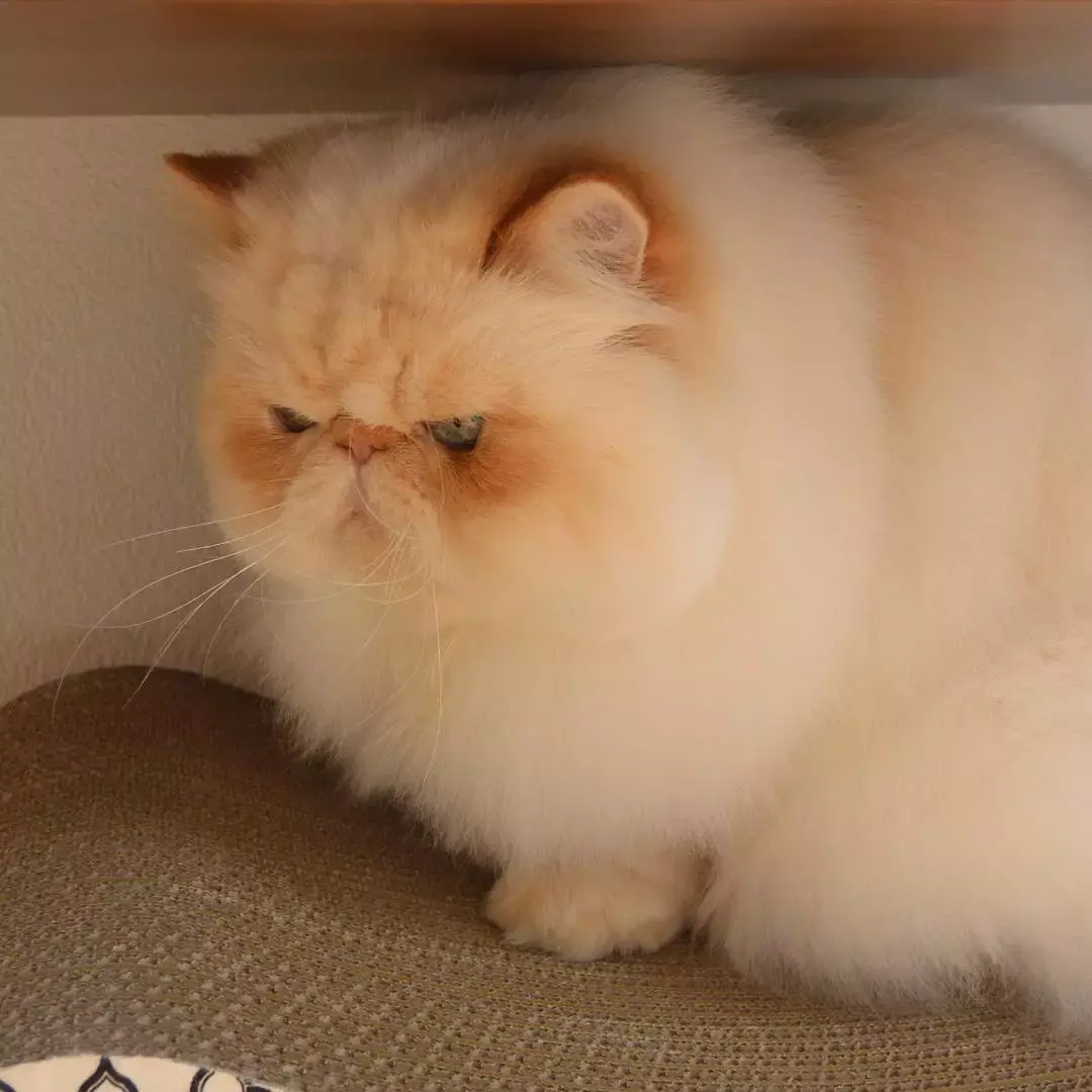 ins这只满脸写着不开心的小胖猫却让网友大呼可爱