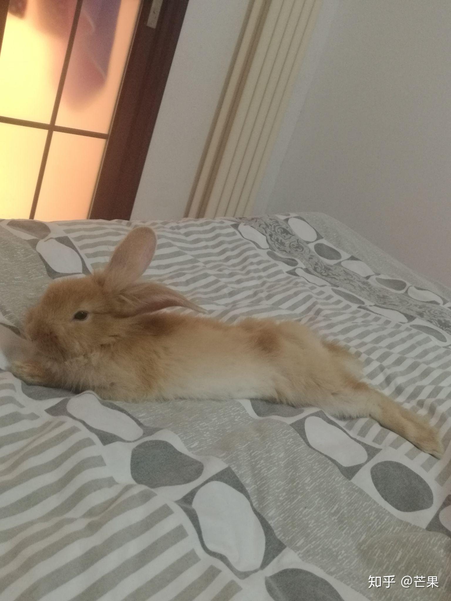 你养的兔子多久才出现贵妃躺