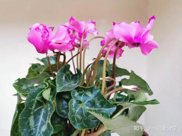 仙客来花期很长，它可以从11月持续到明年4月，是冬天的盆花皇后 - 知乎