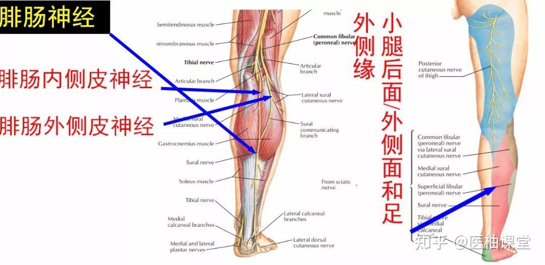 胫神经走行图图片