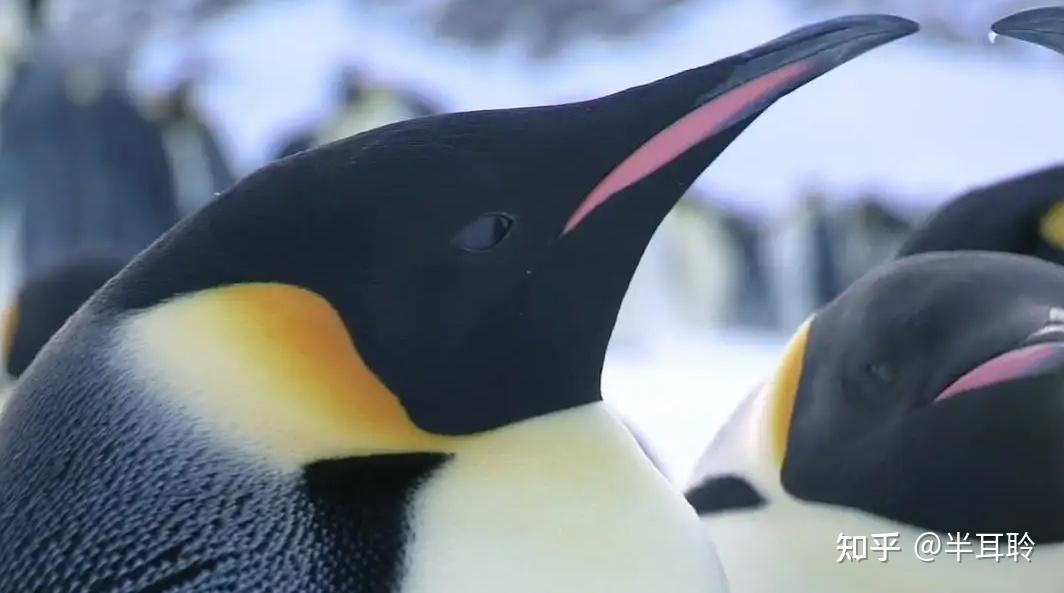 top3《企鹅群里有特务》,豆瓣评分9.7分