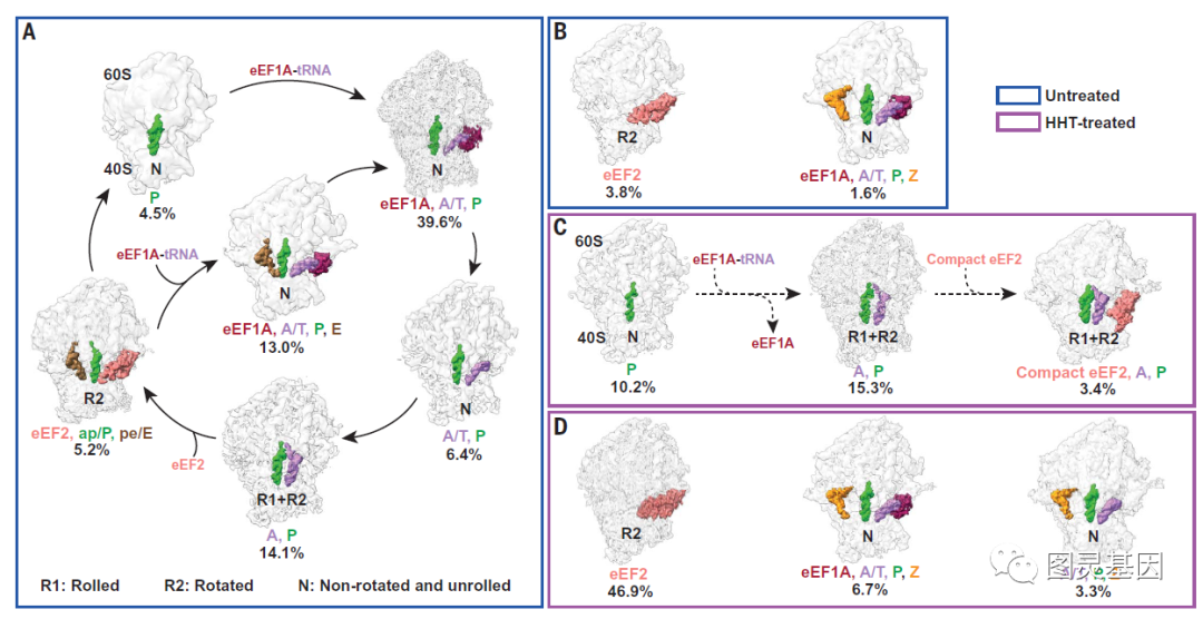 Science | 高分辨可视化细胞翻译动力学揭示癌症药物的作用 - 知乎