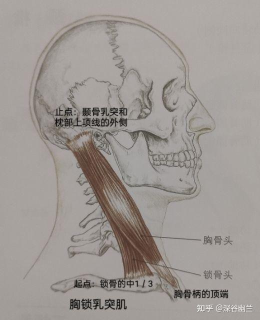 肌筋膜经线之前表线 - 知乎