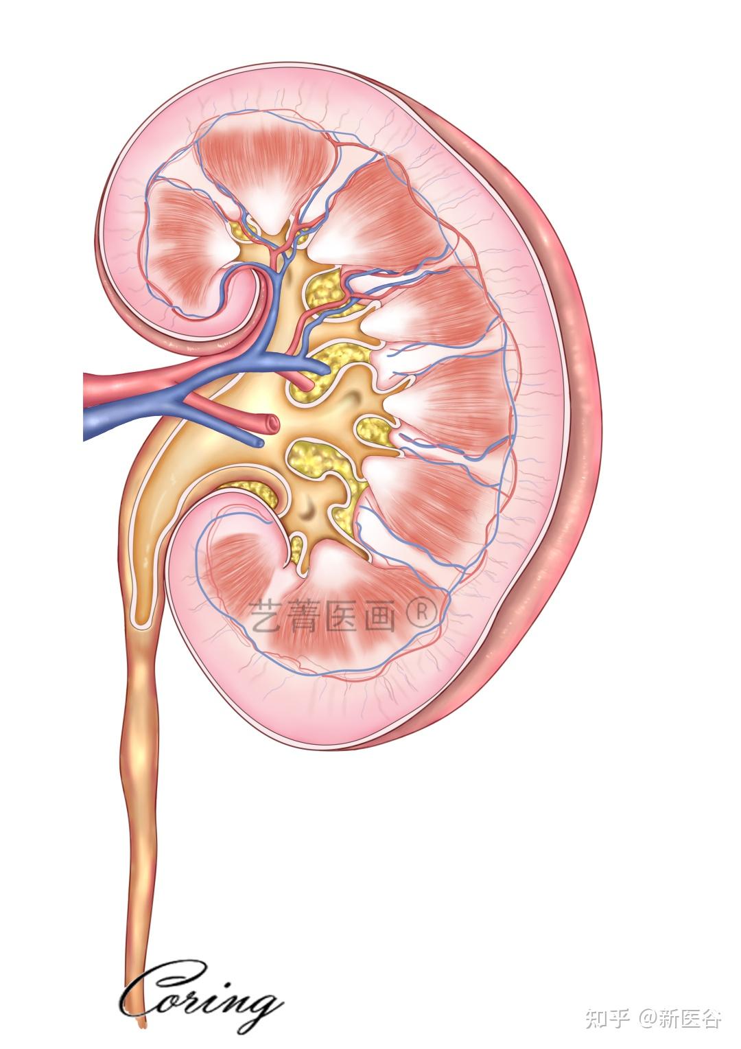 肾脏冠状切面结构图图片
