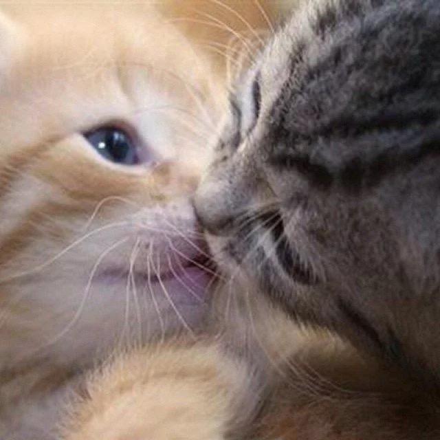 跳起来撩飞起来撩直接亲上去撩  显示全部