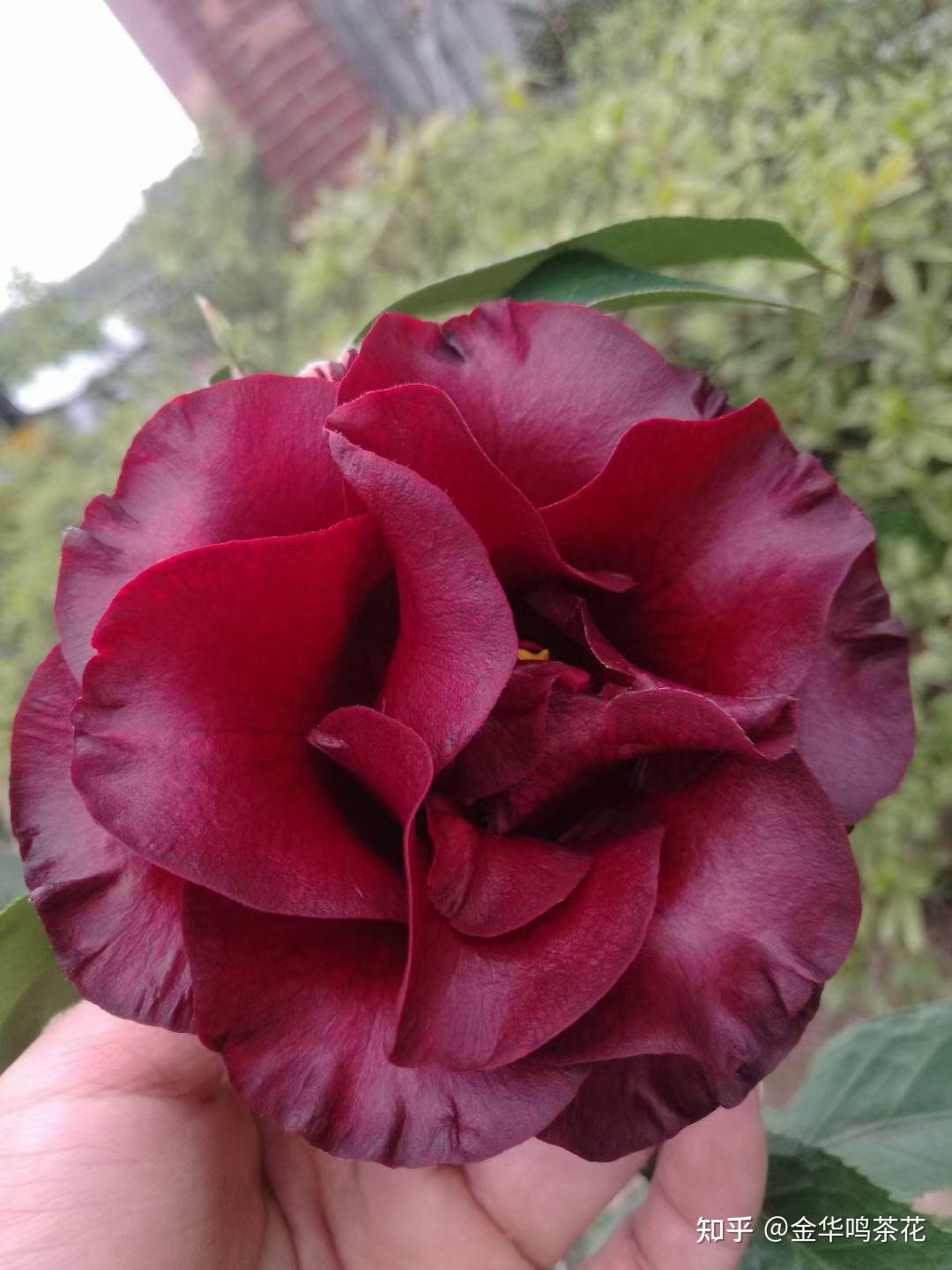 黑魔法茶花 - 知乎