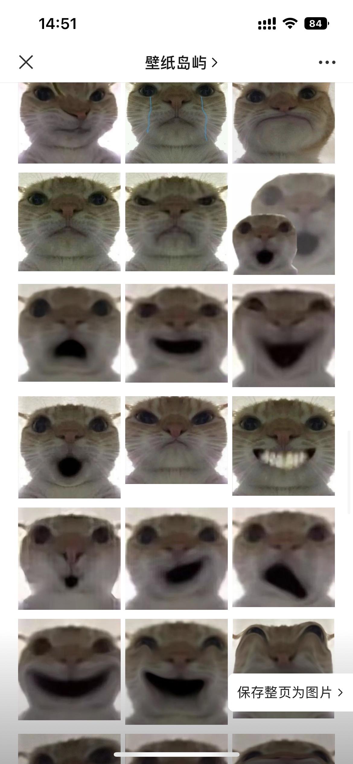 歪嘴小猫 猫咪撇嘴自拍表情包 - 知乎