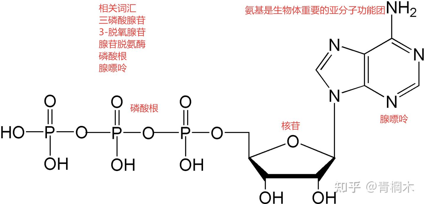 磷酸根根本不是高能键：兼谈细胞内ATP/ADP比值- 知乎