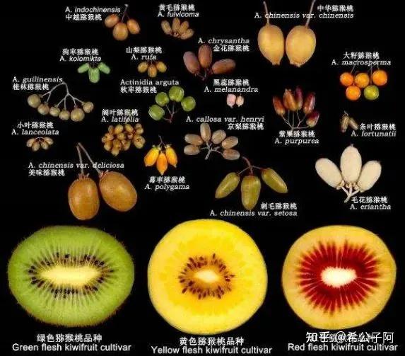 在佳沛统治奇异果高端市场的这20年,国产猕猴桃始终没能突围出去,不是