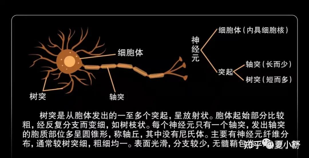 我们每个人的大脑里有无数个神经元,大概是860亿个神经元,相当于2万 