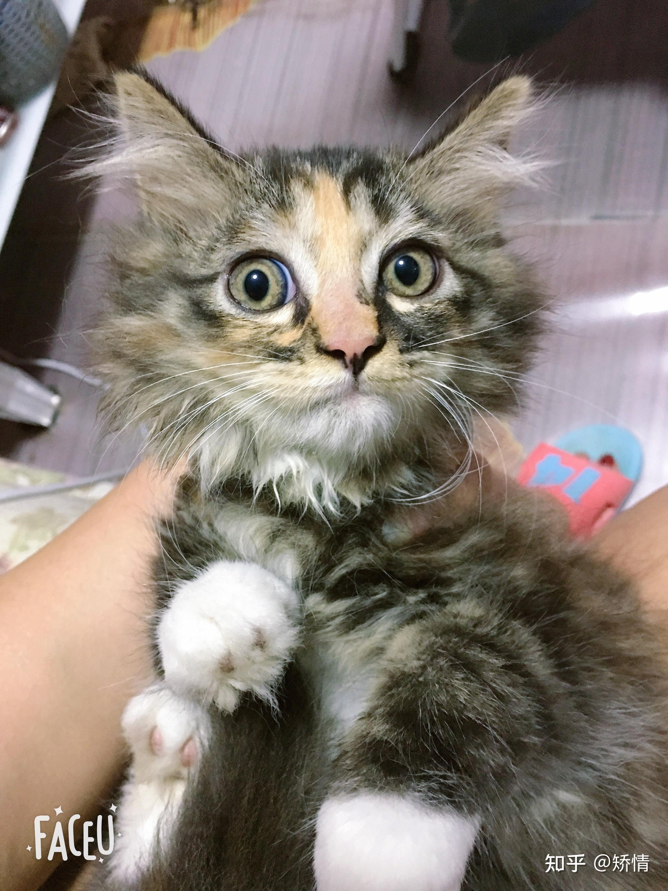 收养一只长毛田园猫