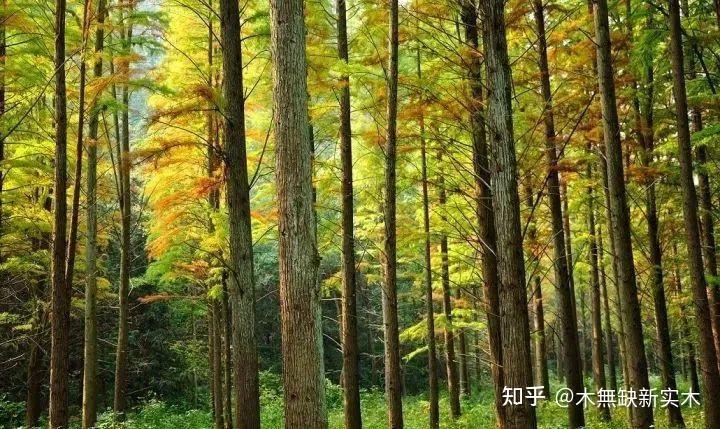 香杉木是什么木材? - 知乎