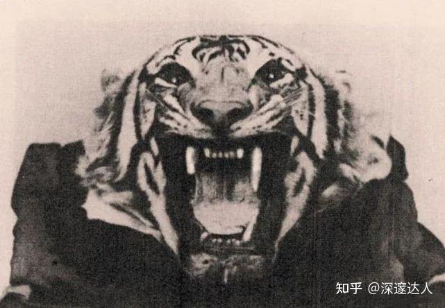 查姆帕瓦特的食人虎图片