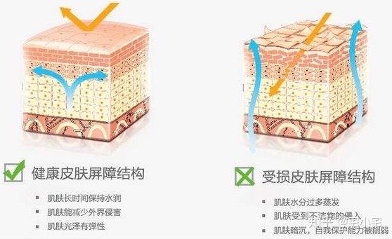 1、 皮肤屏障是什么